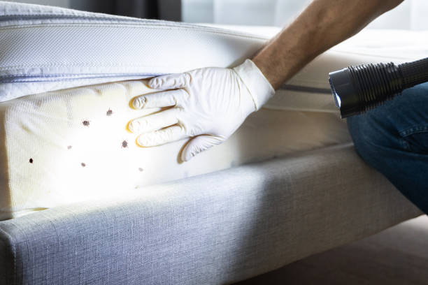 Best Local Pest Control Services  in Dodgeville, WI
